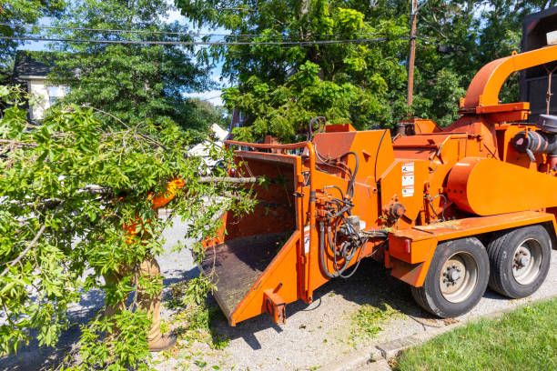 The Steps Involved in Our Tree Care Process in Lakeside Park, KY